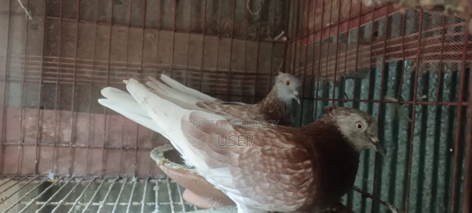 দেশি কবুতর বিক্রয়