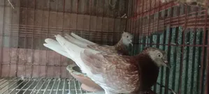 দেশি কবুতর বিক্রয়