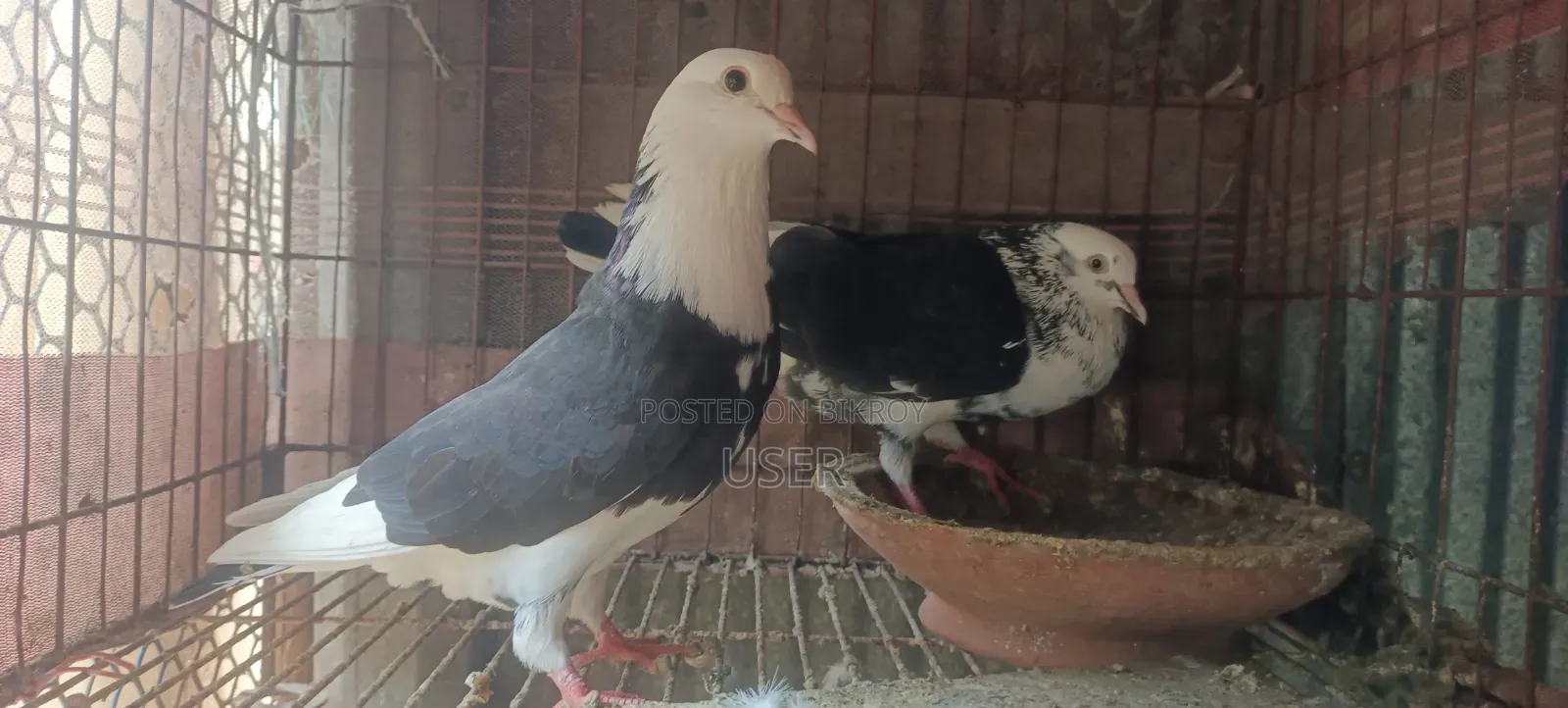 দেশি কবুতর বিক্রয়