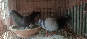 দেশি কবুতর বিক্রয়