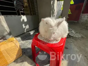 বিদেশি জাতের এংগোড়া খরগোশ