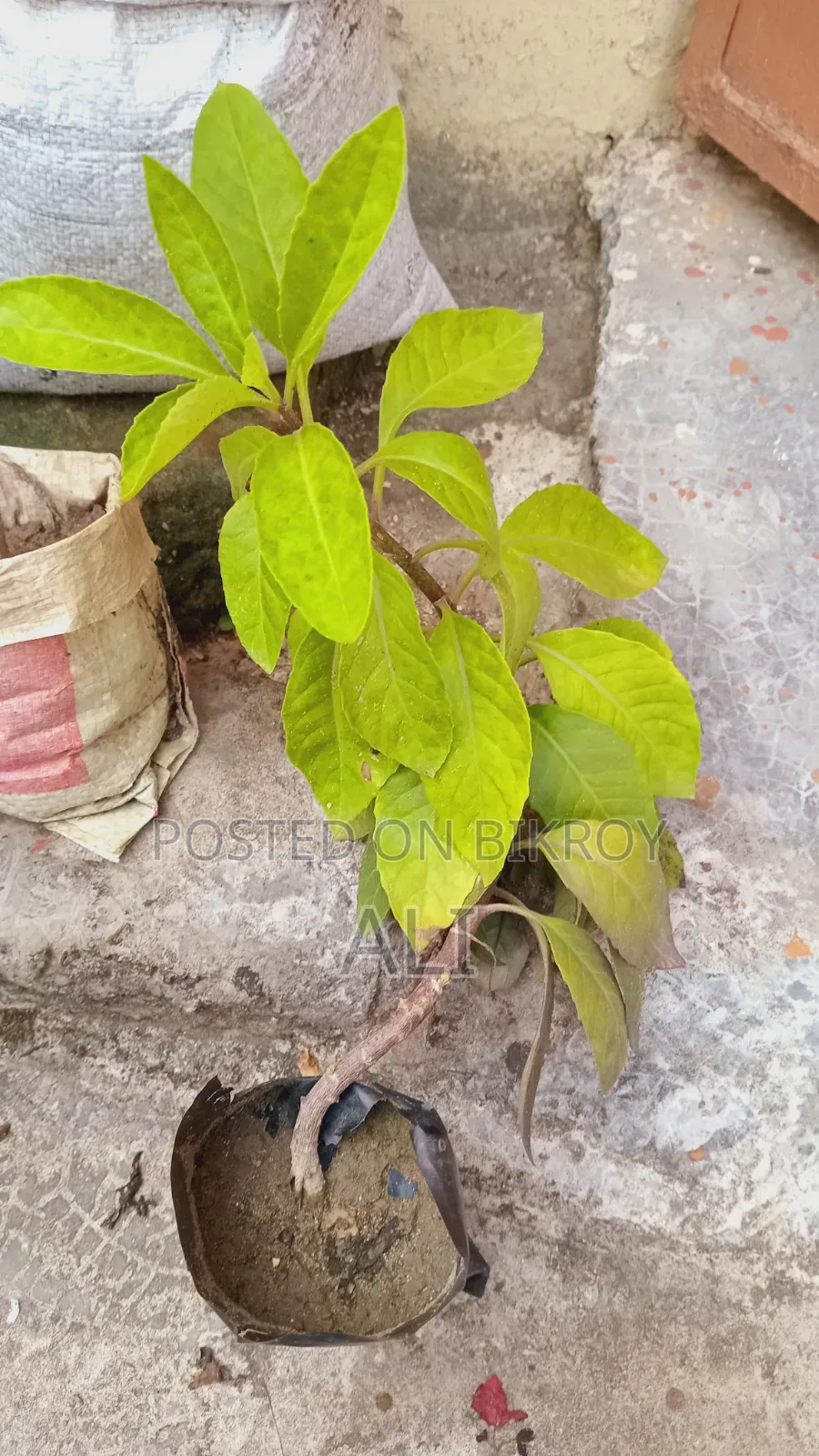 Diabetes Plant (Gynura)