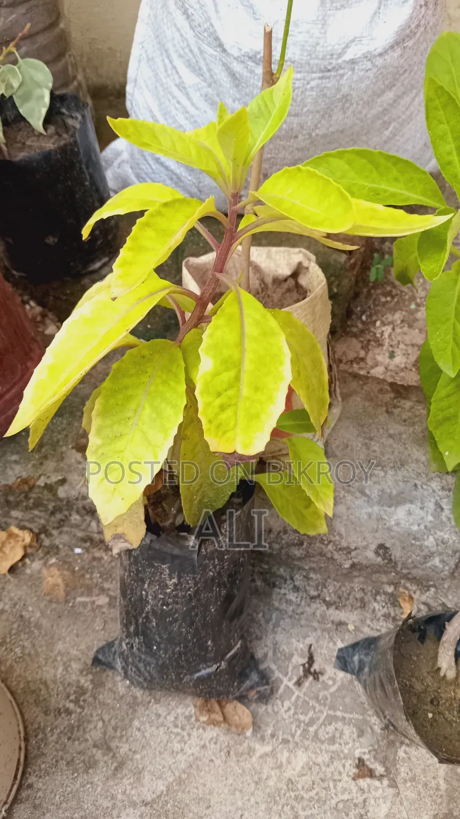 Diabetes Plant (Gynura)