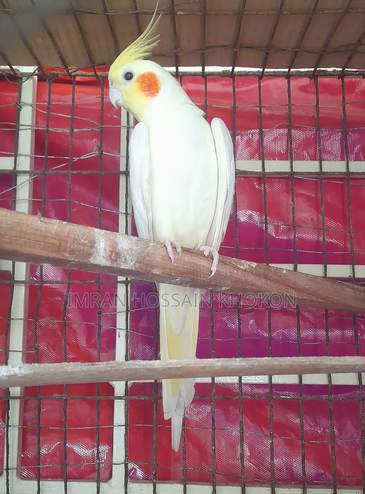 ককাটেল ( মহিলা )