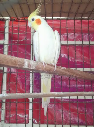 ককাটেল ( মহিলা )
