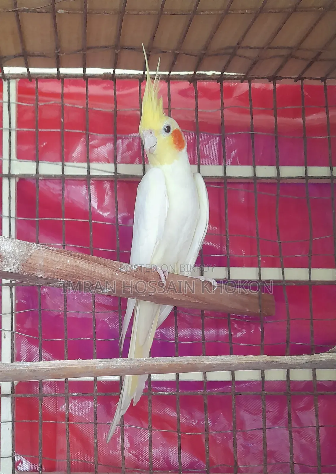 ককাটেল ( মহিলা )