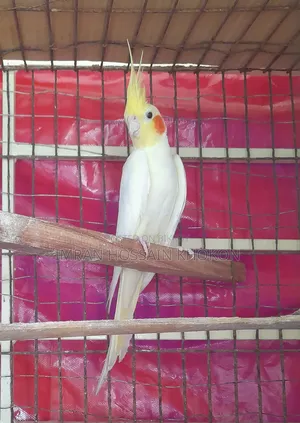 ককাটেল ( মহিলা )