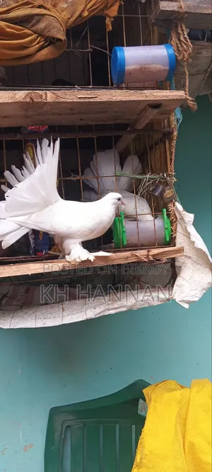 ময়ূরপঙ্খী কবুতর