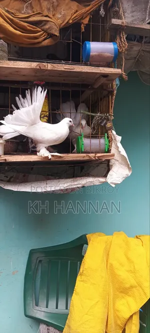 ময়ূরপঙ্খী কবুতর