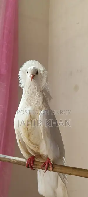 Pigeon কবুতর