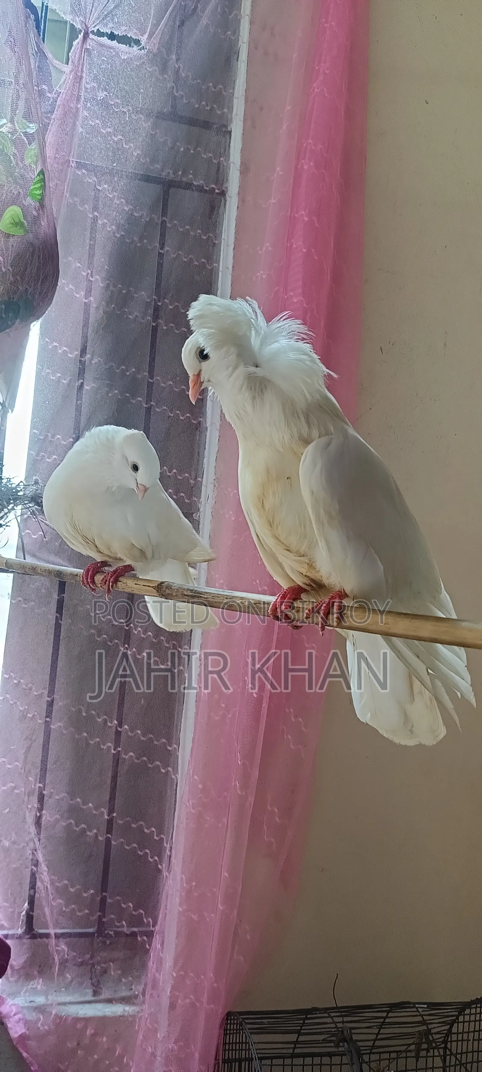 Pigeon কবুতর