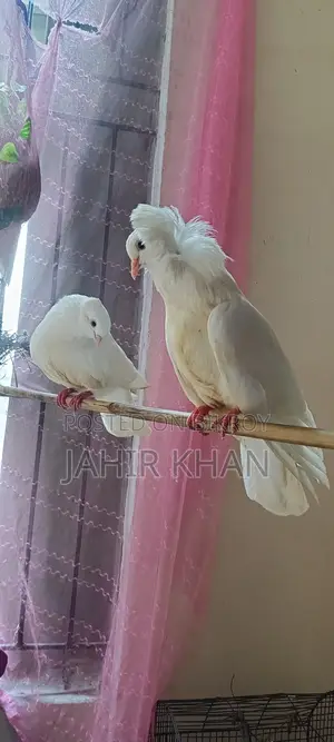 Pigeon কবুতর