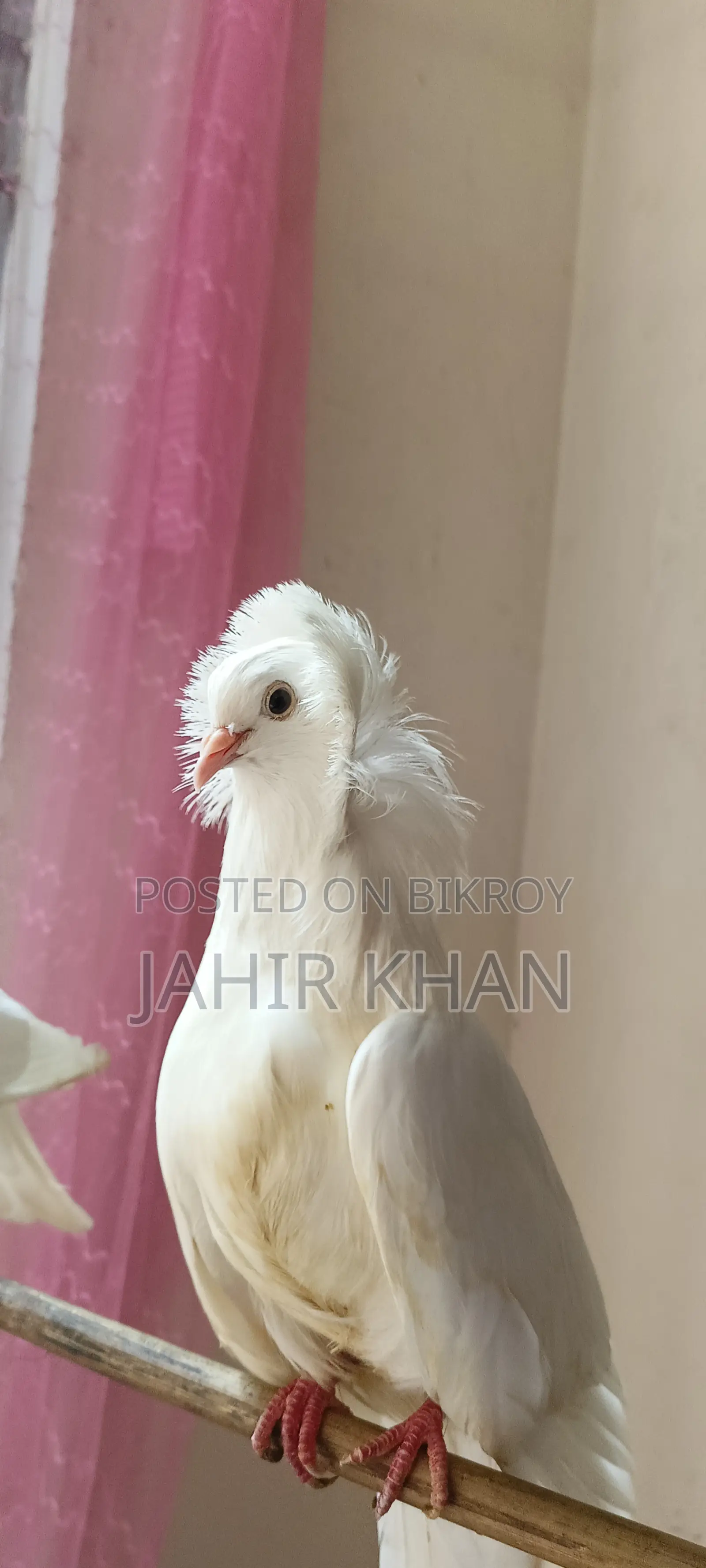 Pigeon কবুতর