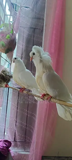 Pigeon কবুতর