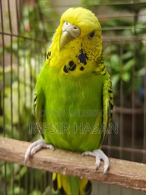 রানিং বাংলিশ ফিমেল