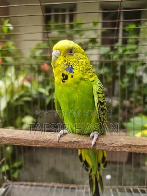 রানিং বাংলিশ ফিমেল