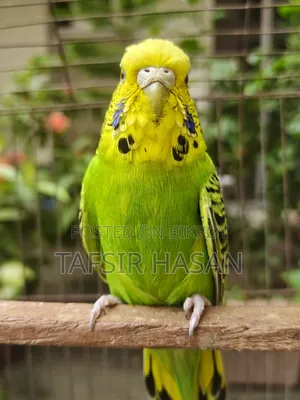 রানিং বাংলিশ ফিমেল