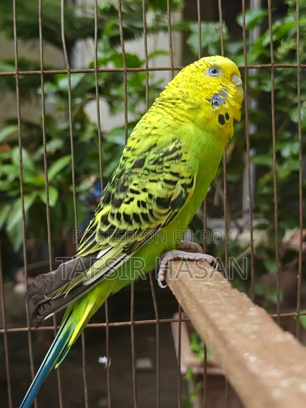 রানিং বাংলিশ ফিমেল