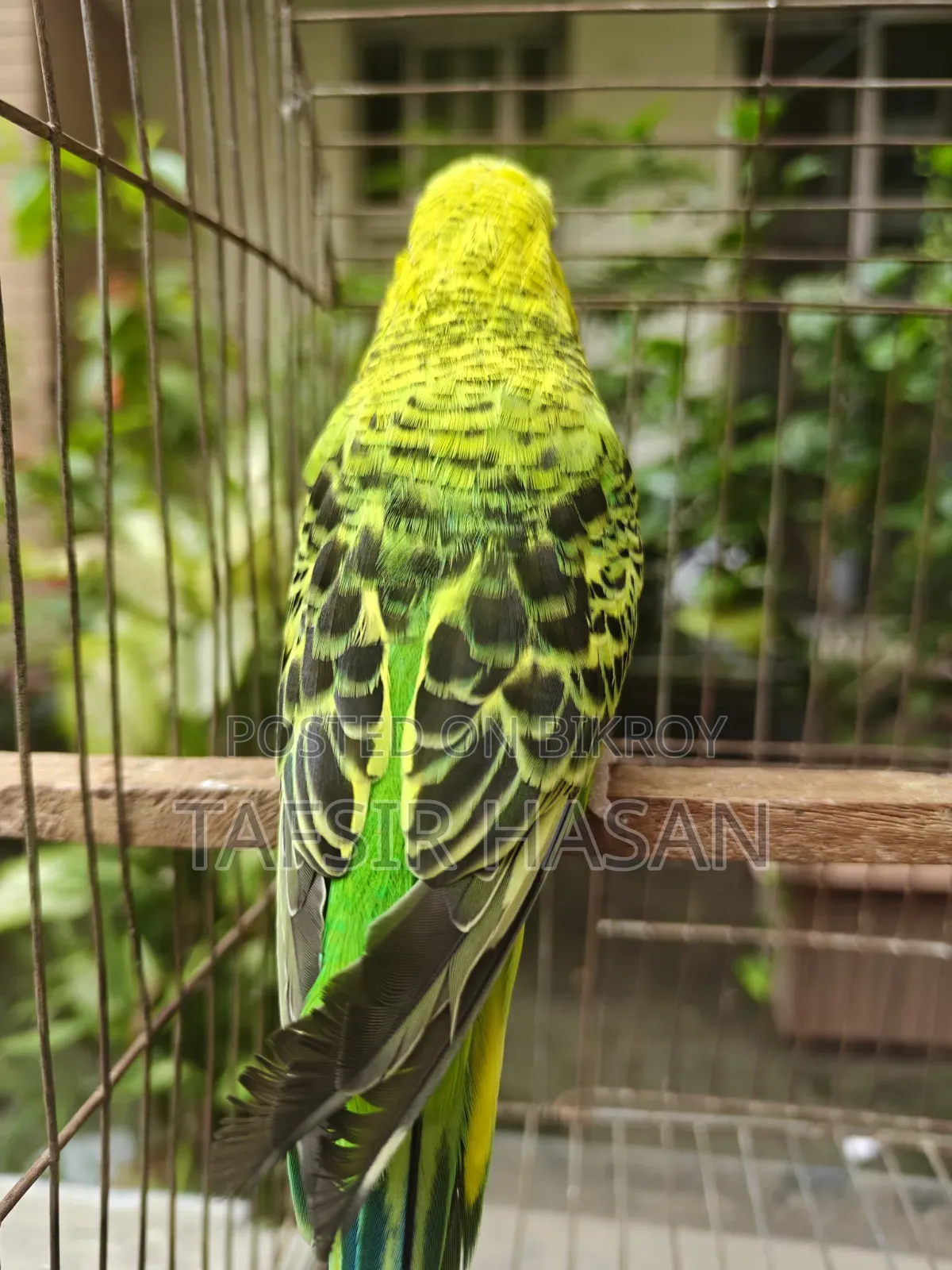 রানিং বাংলিশ ফিমেল