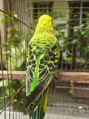 রানিং বাংলিশ ফিমেল