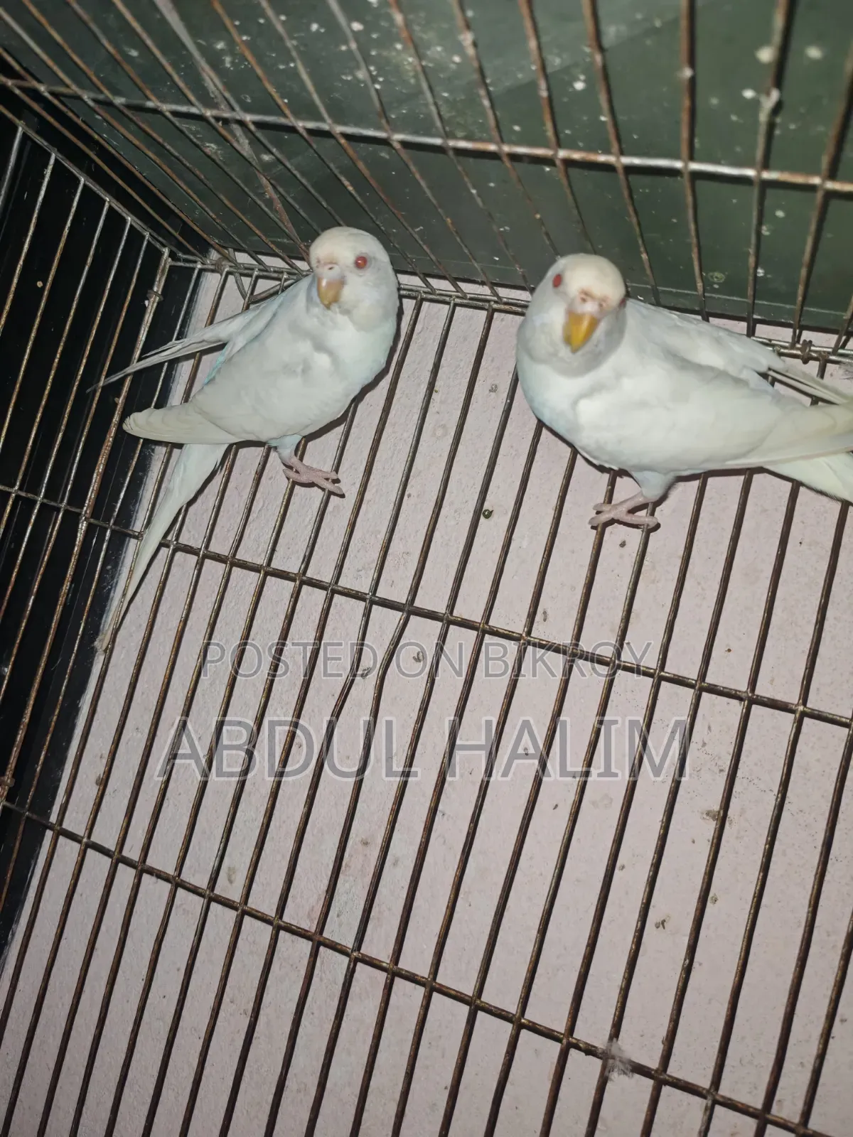 রেড আই অ্যালভিনো