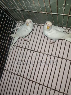 রেড আই অ্যালভিনো