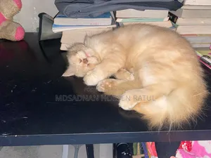 ৬-১২ মাস বয়সী পার্সিয়ান বিড়াল