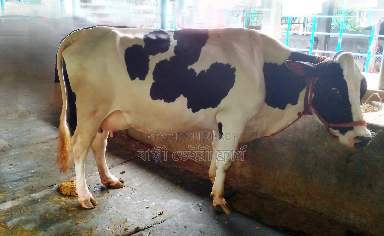 1301 No. Mundi breed cow for sale.