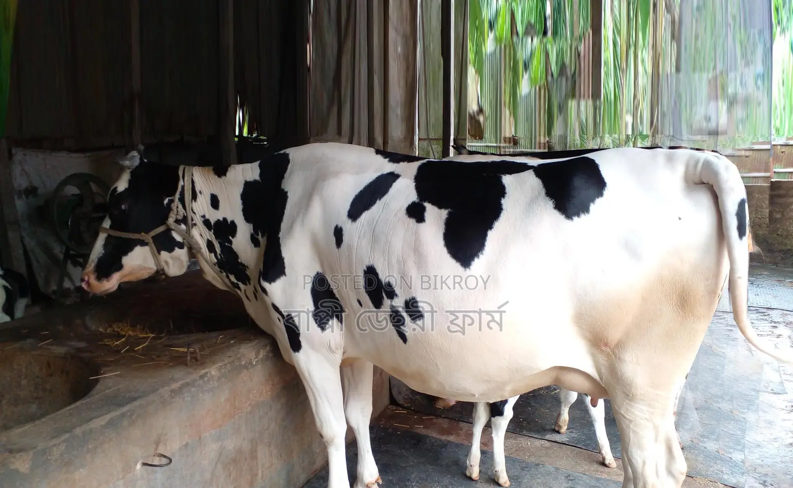 Cow of improved breed no. 1302.