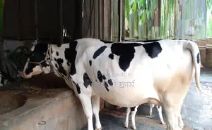 Cow of improved breed no. 1302.