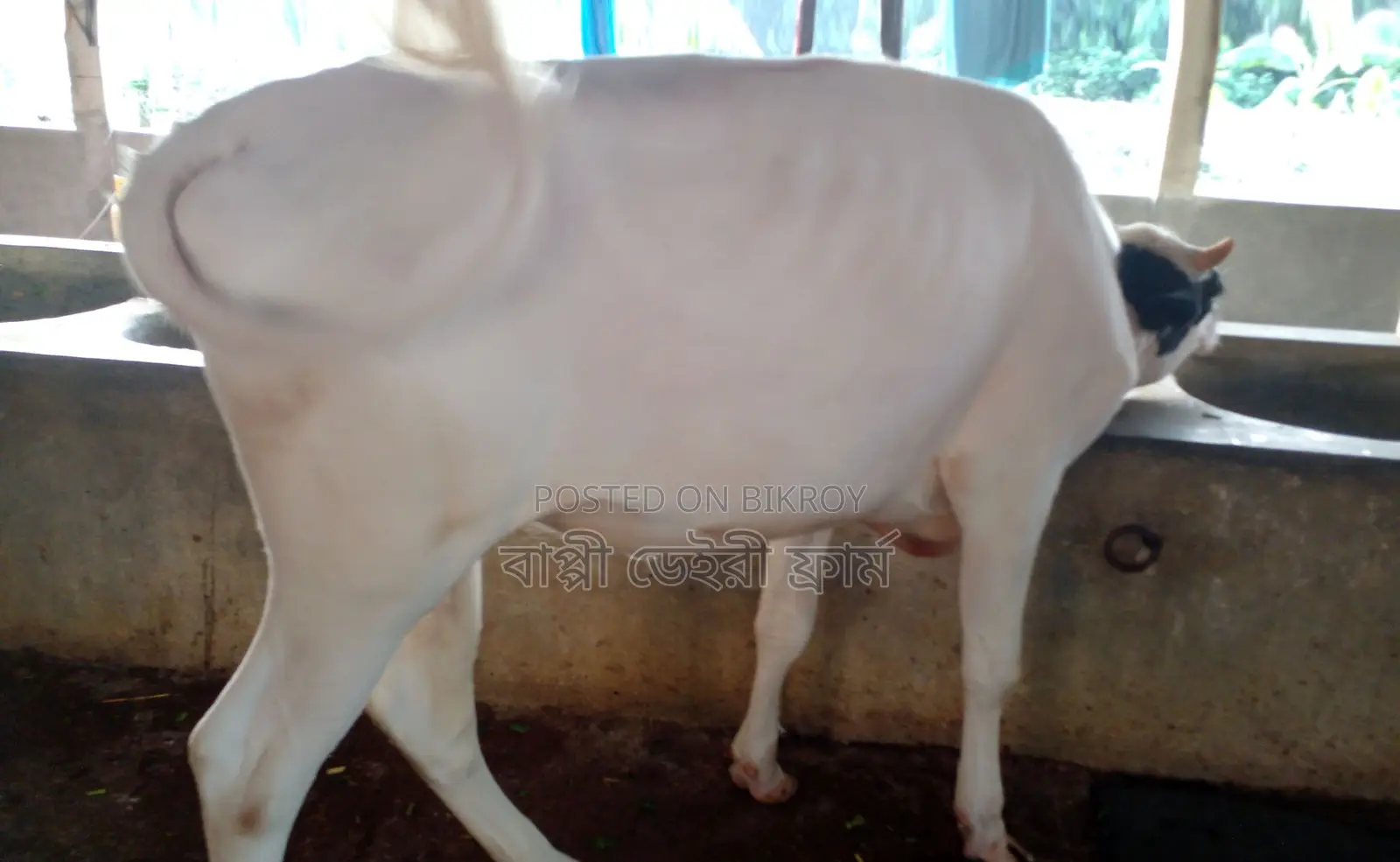 Buy a high-quality heifer of breed number 1303.