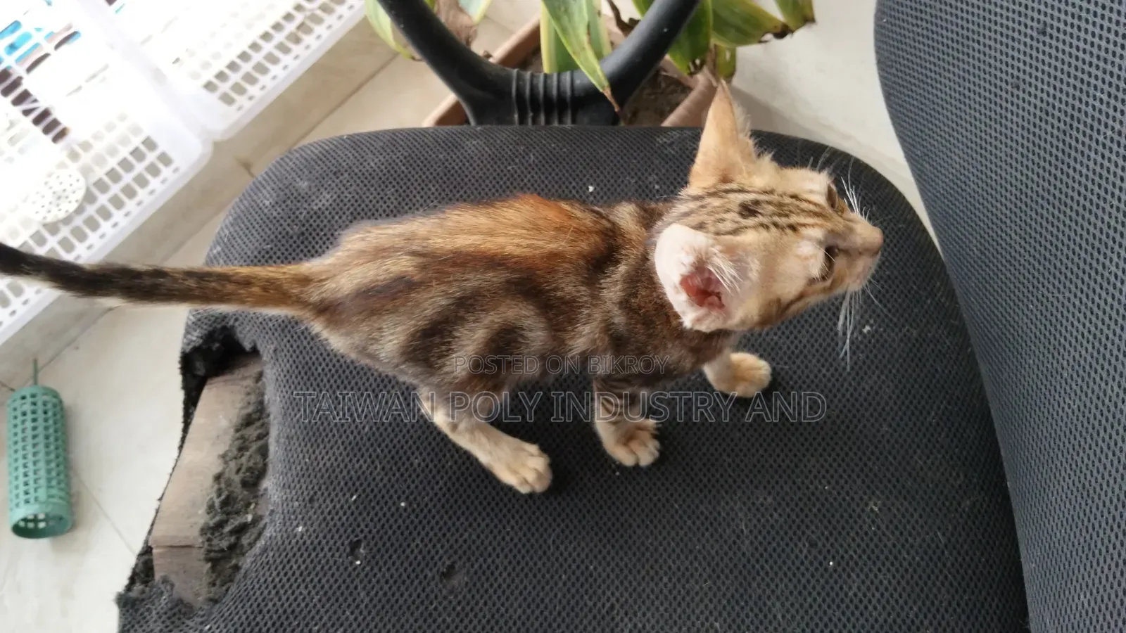 1-3 Months Female Purebred Bengal