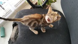 1-3 Months Female Purebred Bengal