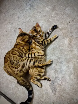 1-3 Months Female Purebred Bengal