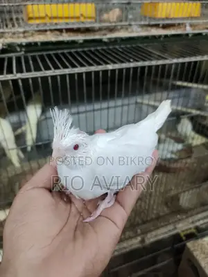 Cockatiel Baby