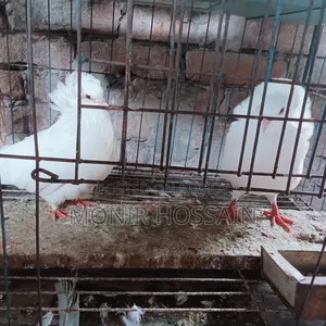 ১ জোড়া রানিং বোম্বে কবুতর