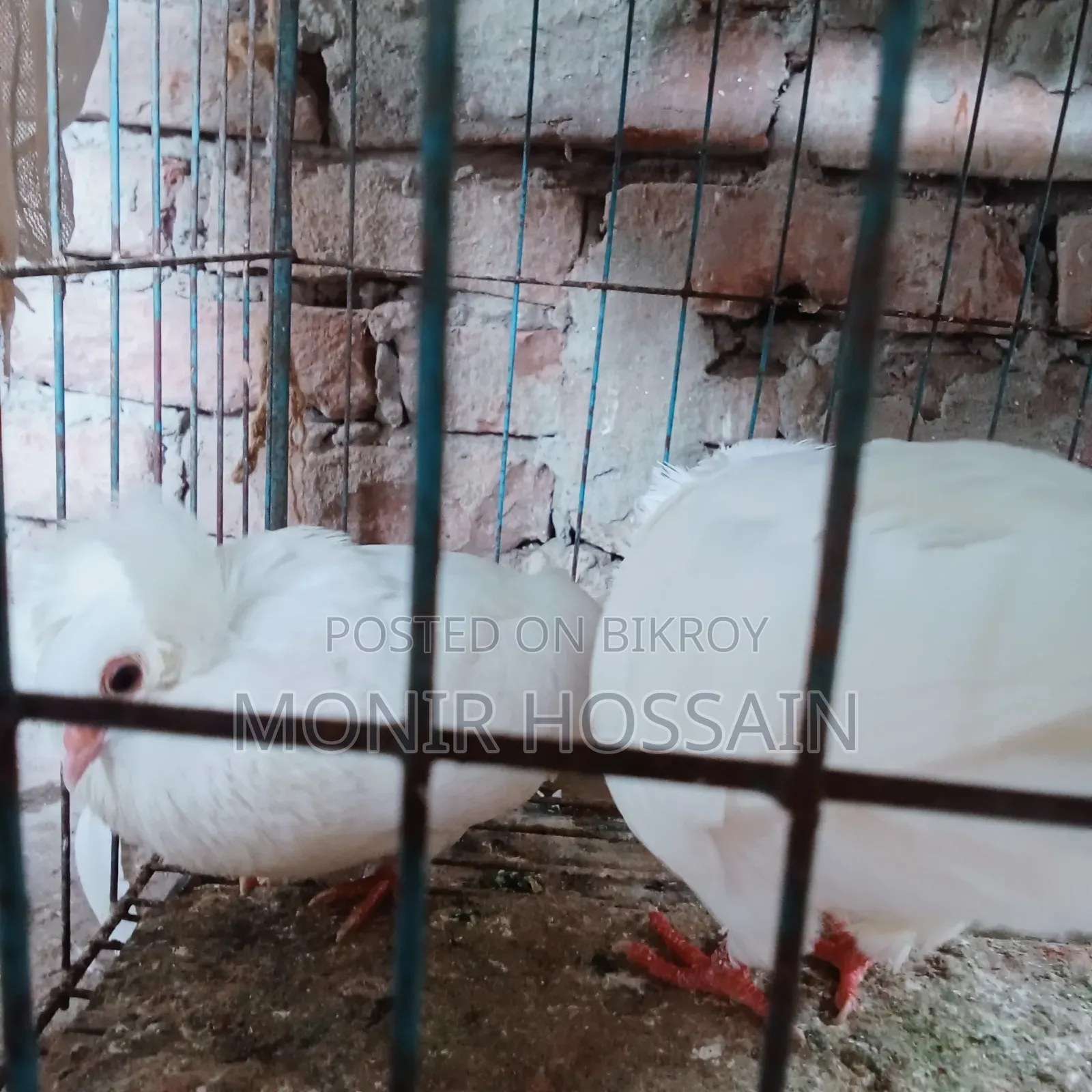 ১ জোড়া রানিং বোম্বে কবুতর