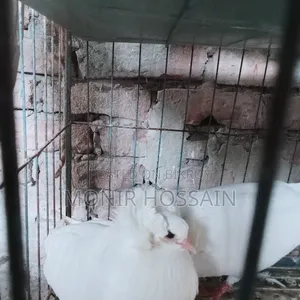 ১ জোড়া রানিং বোম্বে কবুতর