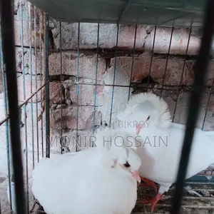 ১ জোড়া রানিং বোম্বে কবুতর
