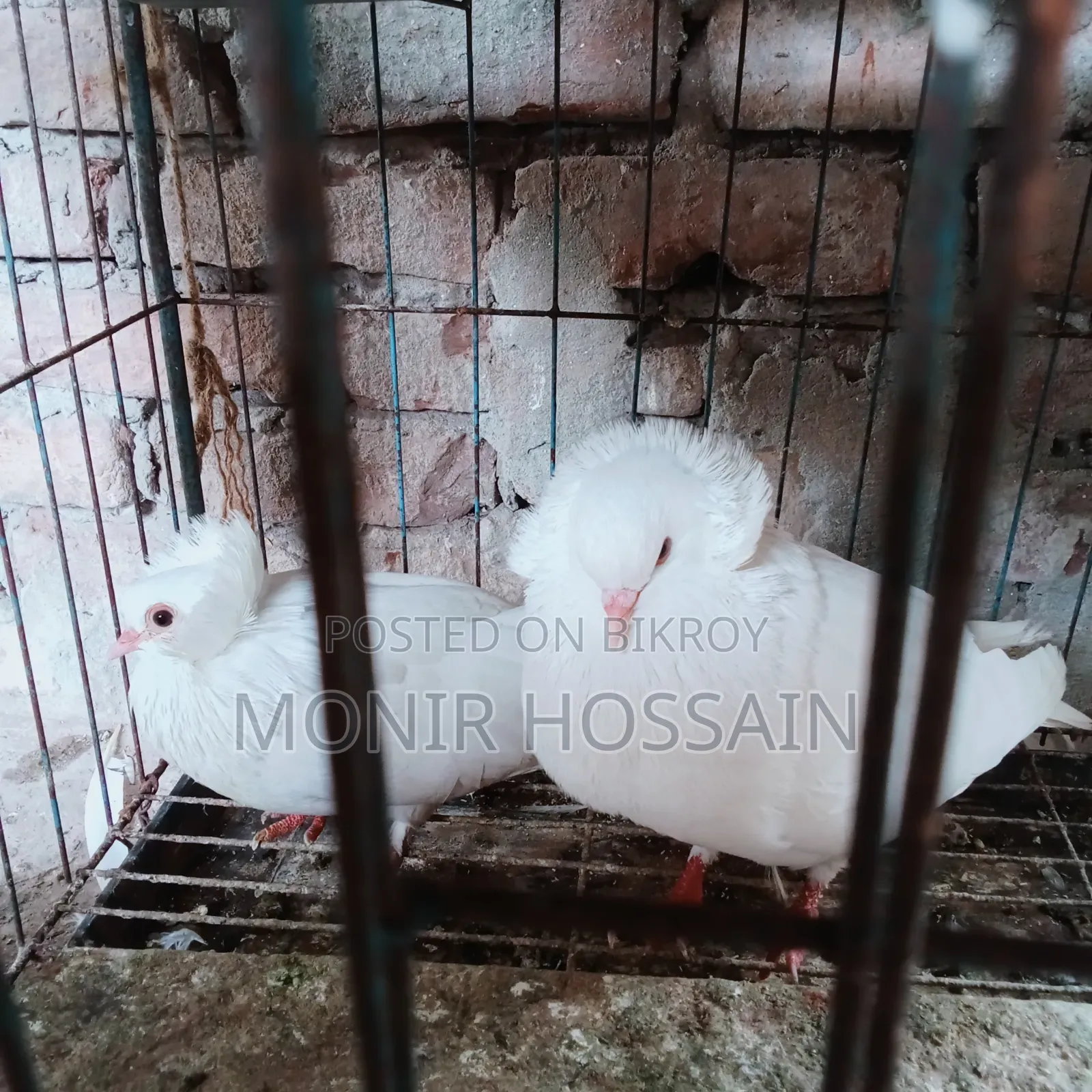 ১ জোড়া রানিং বোম্বে কবুতর