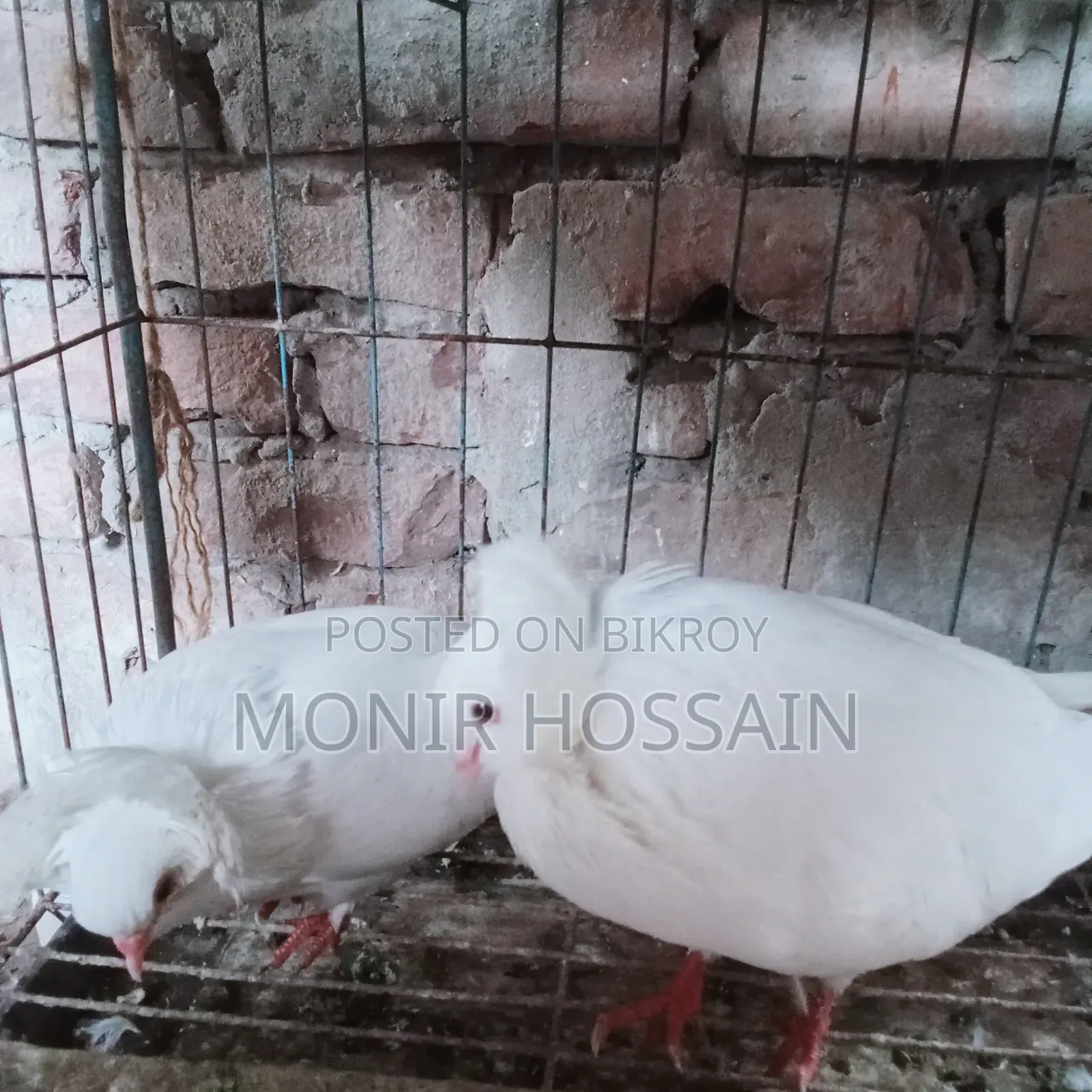১ জোড়া রানিং বোম্বে কবুতর