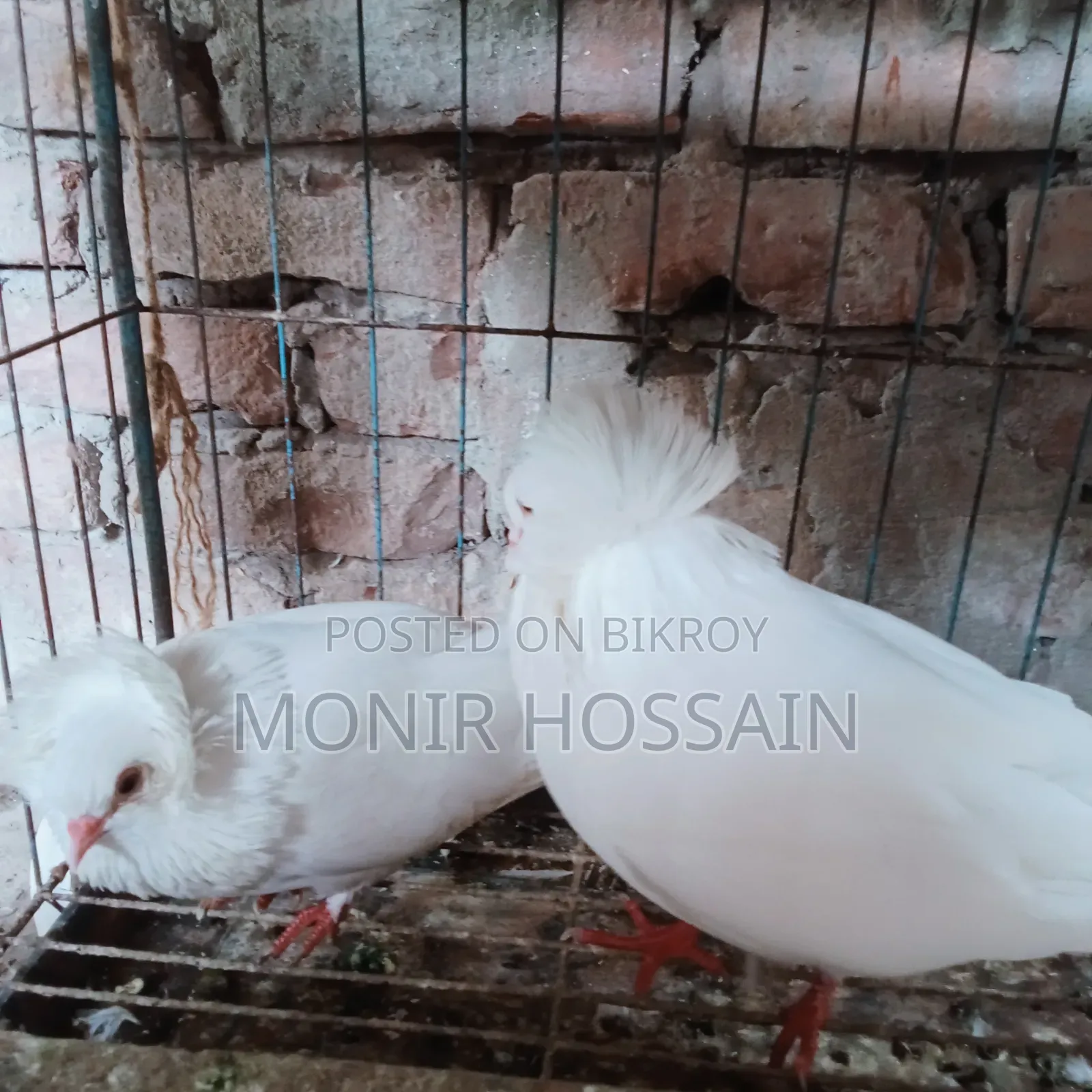 ১ জোড়া রানিং বোম্বে কবুতর
