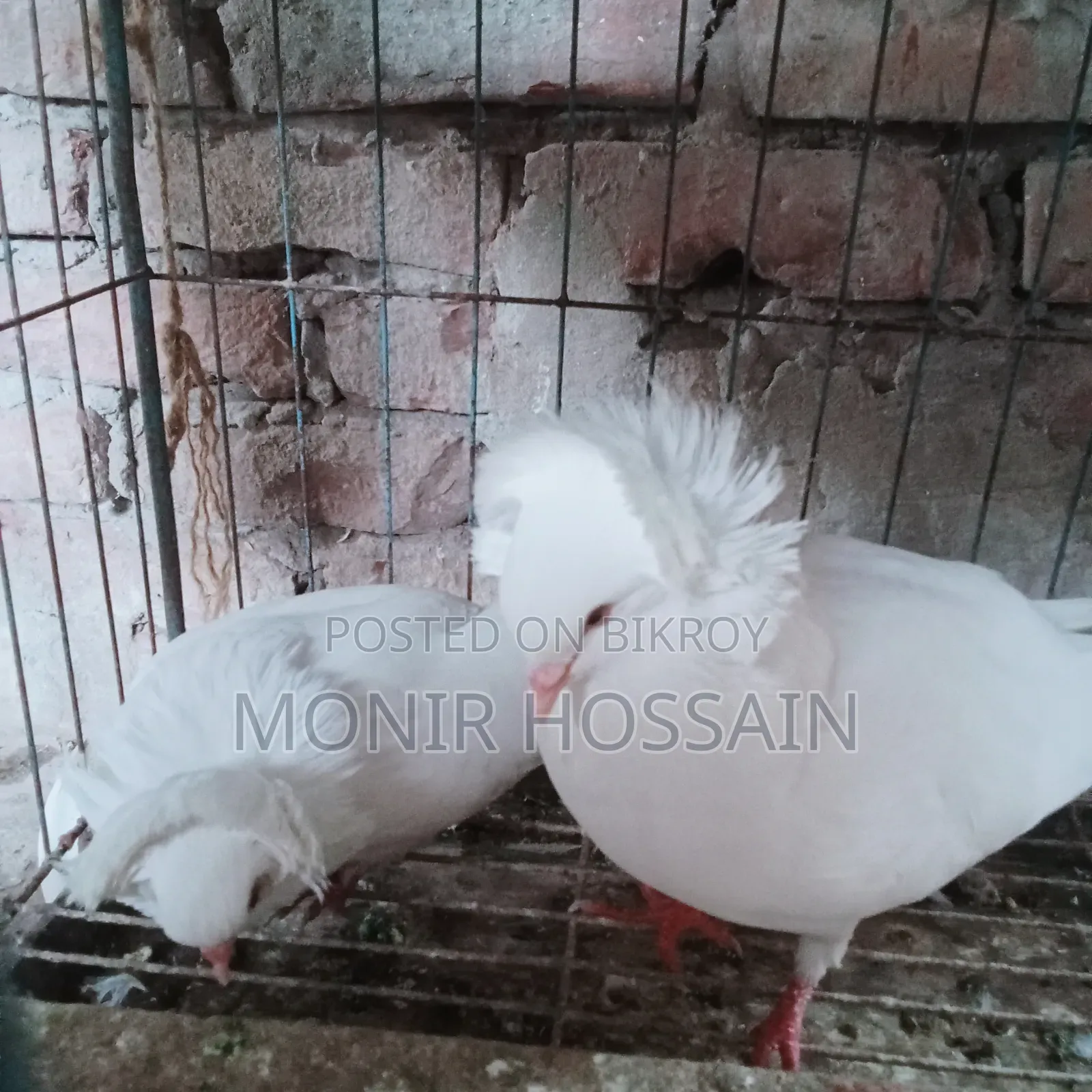 ১ জোড়া রানিং বোম্বে কবুতর
