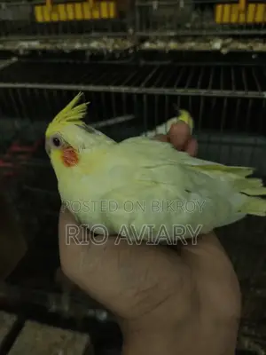 Cockatiel Baby