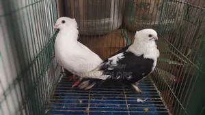 Black Shorting Nor Kakge Nor Running
