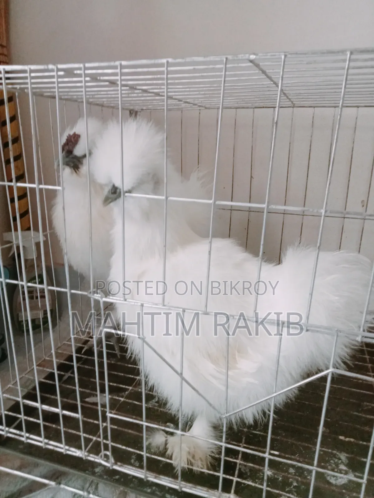 A pair of Silkie chickens