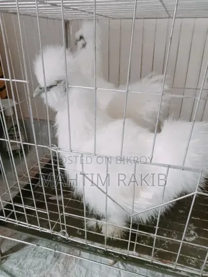 A pair of Silkie chickens