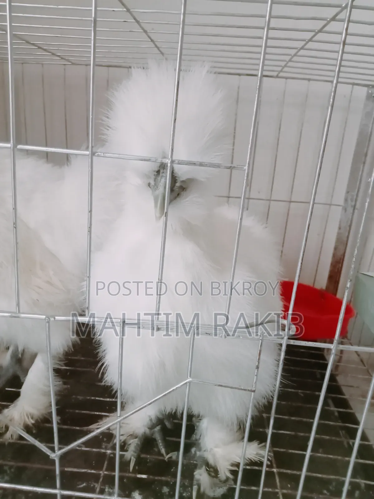 A pair of Silkie chickens