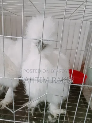 A pair of Silkie chickens