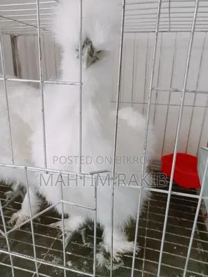 A pair of Silkie chickens